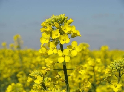 Fotografija izdelka Semena Krmna Ogrščica Starška 1 kg