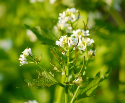 Fotografija izdelka Semena Bela Gorjušica 1 kg