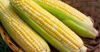 Fotografija izdelka Semena Sladka Koruza GUCIO F1 50 g 