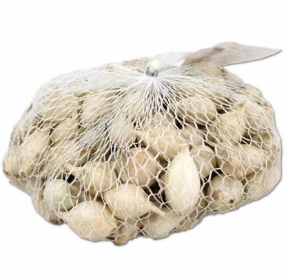 Mehanizacija Miler, kmetijska mehanizacija, kmetijska oprema, čebulček beli, čebula Tonda precoce di maggio, mlada čebula, čebula za svežo uporabo, čebula za trg, spomladansko pobiranje čebule, čebulni čebulček, pridelava čebule, kmetijske kulture