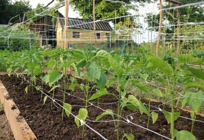 Fotografija izdelka Mreža za grah 1,5 x 10 m