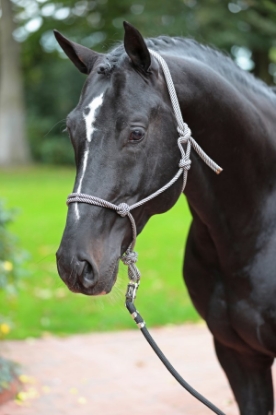oglavnik z vozlom, oglavnik Cob, nastavljiv oglavnik, oglavnik za konje, vrvni oglavnik, črn oglavnik, oprema za konje, oglavnik za trening, polipropilenski oglavnik, oglavnik black grey