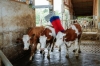 Fotografija izdelka Električna krtača za govedo HAPPYCOW SWING Maxi
