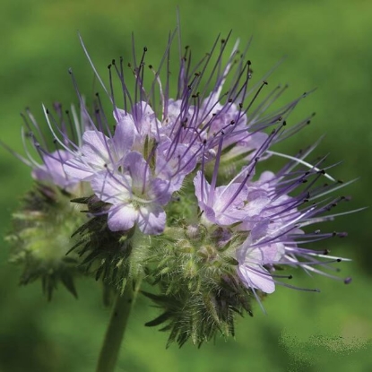 travna mešanica Facelija, Facelija 0,5 kg, čebelja paša, zeleno gnojenje, krmne rastline, strniščni dosevki, poljščine, hitro pokrivanje tal, zatiranje plevelov, kmetijska oprema, kmetijska mehanizacija