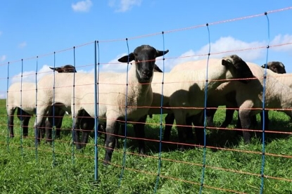 Fotografija izdelka Mreža za drobnico TitanNET PREMIUM 108cm50m dvojna konica
