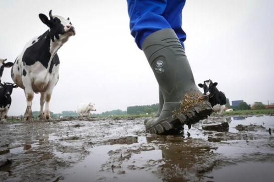Fotografija izdelka Škornji zaščitni Bekina Steplite THERMOPROTEC, št. 37