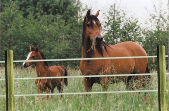 Fotografija izdelka Steber OctoWood kotni (fi: 140 mm / dolžina 250 cm)