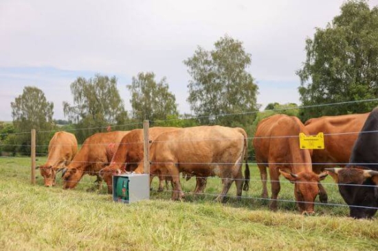 Fotografija izdelka Pletenica za pašne ograje PlatinumLine, 300 m x 30 km