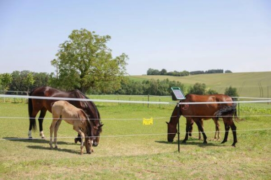 Fotografija izdelka Vrvica za pašne ograje PlatinumLine, 200 m x 6 mm