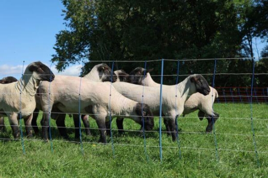 Fotografija izdelka Mreža za drobnico AKO TitanNet Premium Plus, dvojna konica, 90 cm x 50 m