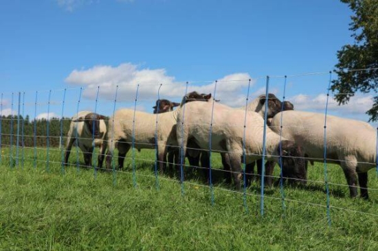 Fotografija izdelka Mreža za drobnico AKO TitanNet Premium Plus, dvojna konica, 90 cm x 50 m