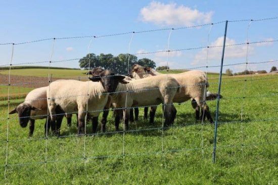 Fotografija izdelka Mreža za drobnico AKO TitanNet Premium Vario, dvojna konica, 108 cm x 50 m