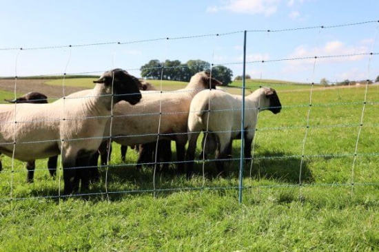 Fotografija izdelka Mreža za drobnico AKO TitanNet Premium Vario, dvojna konica, 122 cm x 50 m
