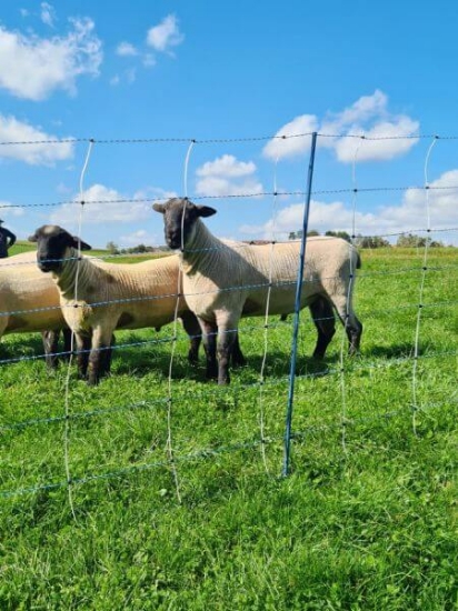Fotografija izdelka Mreža za drobnico AKO TitanNet Premium Vario, dvojna konica, 122 cm x 50 m