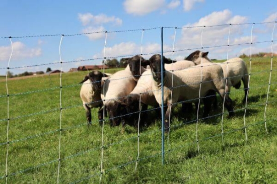 Fotografija izdelka Mreža za drobnico AKO TitanNet Premium Vario, enojna konica, 122 cm x 50 m