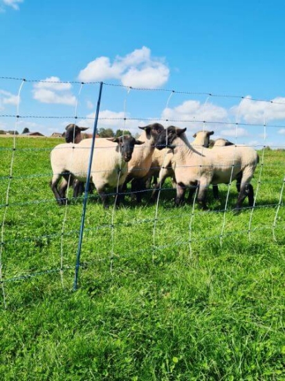Fotografija izdelka Mreža za drobnico AKO TitanNet Premium Vario, enojna konica, 108 cm x 50 m