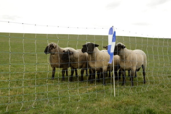 Fotografija izdelka Mreža za drobnico AKO OviNet Maxi, dvojna konica, 122 cm x 50 m