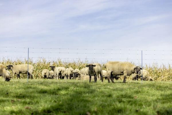 Fotografija izdelka Mreža za drobnico AKO TitanNet Premium XBraid, dvojna konica, 122 cm x 50 m
