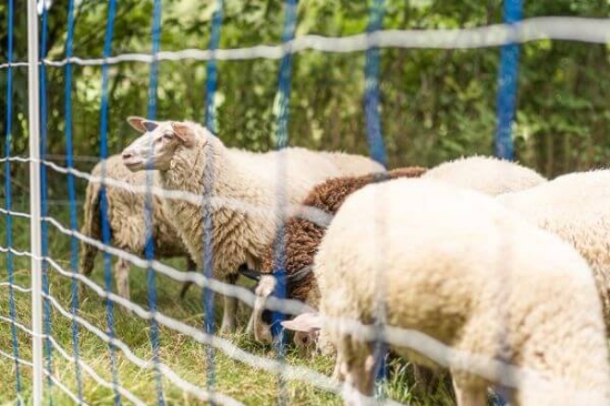 Fotografija izdelka Mreža za drobnico AKO TitanNet, dvojna konica, 145 cm x 25 m