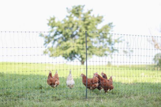 Fotografija izdelka Mreža za perutnino AKO PoultryNet Premium, 106 cm x 25 m, dvojna konica