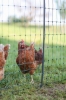 Fotografija izdelka Mreža za perutnino AKO PoultryNet Premium, 106 cm x 25 m, dvojna konica