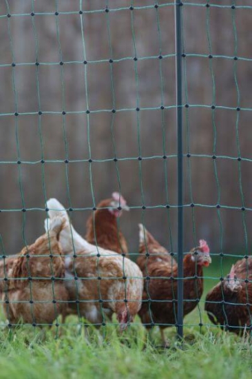 Fotografija izdelka Mreža za perutnino AKO PoultryNet Premium, 106 cm x 25 m, dvojna konica