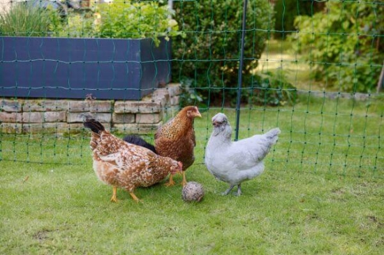 Fotografija izdelka Mreža za perutnino AKO PoultryNet Premium, dvojna konica, 106 cm x 25 m