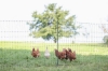 Fotografija izdelka Mreža za perutnino AKO PoultryNet Premium, 106 cm x 50 m, dvojna konica