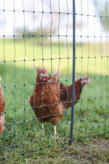 Fotografija izdelka Mreža za perutnino AKO PoultryNet Premium, dvojna konica, 106 cm x 50 m