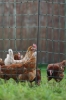 Fotografija izdelka Mreža za perutnino AKO PoultryNet Premium, 106 cm x 50 m, dvojna konica