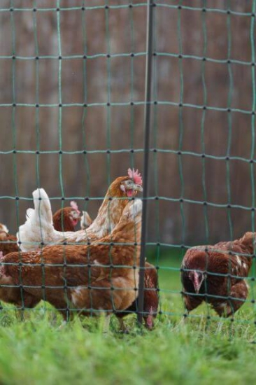 Fotografija izdelka Mreža za perutnino AKO PoultryNet Premium, dvojna konica, 106 cm x 50 m