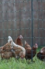 Fotografija izdelka Mreža za perutnino AKO PoultryNet Premium, dvojna konica, 106 cm x 50 m