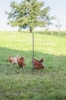 Fotografija izdelka Mreža za perutnino AKO PoultryNet Premium, 106 cm x 50 m, dvojna konica