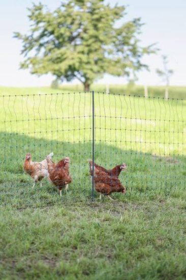 Fotografija izdelka Mreža za perutnino AKO PoultryNet Premium, 106 cm x 50 m, dvojna konica