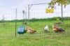 Fotografija izdelka Mreža za perutnino AKO PoultryNet Premium, 106 cm x 50 m, dvojna konica