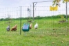 Fotografija izdelka Mreža za perutnino AKO PoultryNet Premium, dvojna konica, 122 cm x 50 m