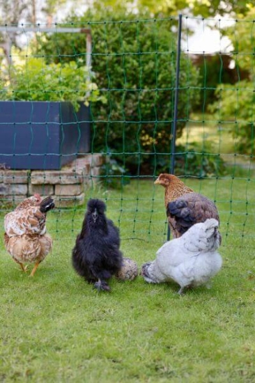 Fotografija izdelka Mreža za perutnino AKO PoultryNet Premium, dvojna konica, 122 cm x 50 m