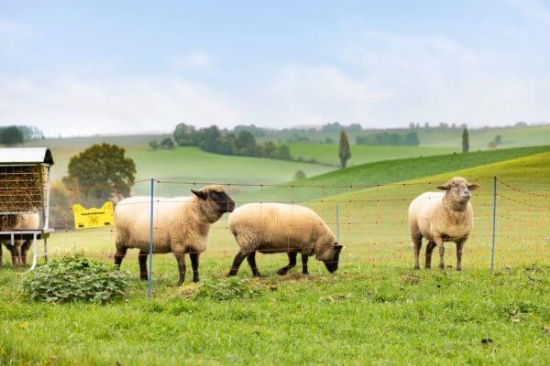 Fotografija izdelka Mreža za drobnico (90 cm x 50 m) AKO OviNet Premium, dvojna konica