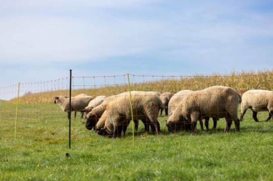 Fotografija izdelka Podporni stebriček za mrežo 120 cm, fi= 14mm
