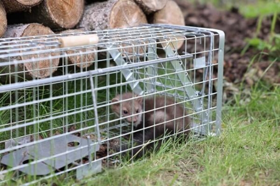 Fotografija izdelka Past za živali Alive Predator Super D: 65 cm, V: 20 cm