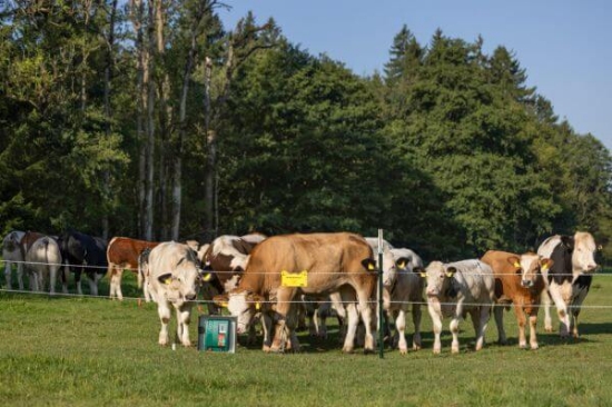 Fotografija izdelka Pastir AKO Duo Power Xi 8000 smart 12V