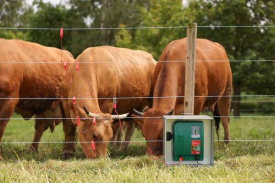 Fotografija izdelka Pastir AKO Duo Power Xi 8000 smart 12V