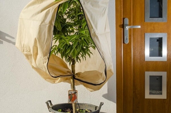 Fotografija izdelka Zaščitno pokrivalo za rastline, bež (2 x 2.4 m)