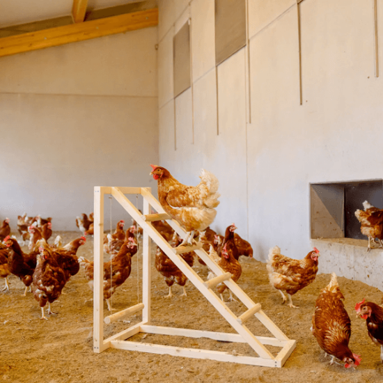 Fotografija izdelka Plezalni stolp z gugalnico za kokoši, 85 x 55 x 76 cm