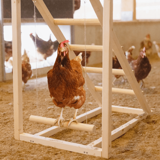 Fotografija izdelka Plezalni stolp z gugalnico za kokoši, 85 x 55 x 76 cm