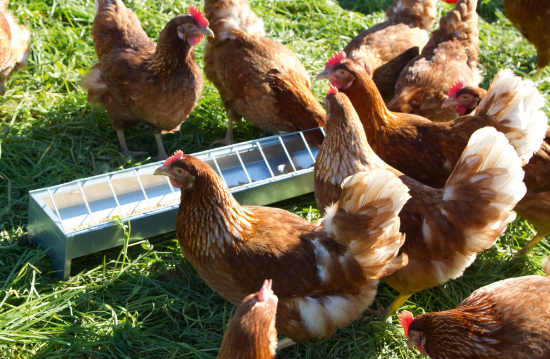 Fotografija izdelka Korito za hranjenje kokoši (50 cm)