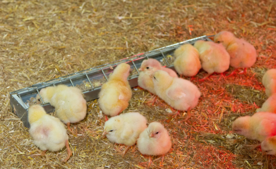 Fotografija izdelka Korito za hranjenje piščancev (50 cm)