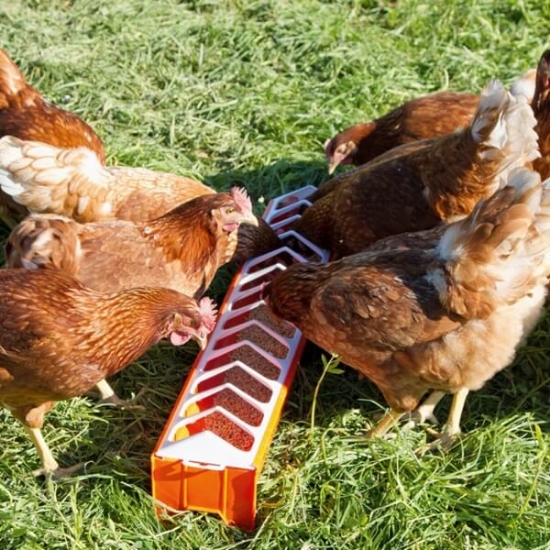 Fotografija izdelka Krmilno korito za perutnino (75 x 12 cm)