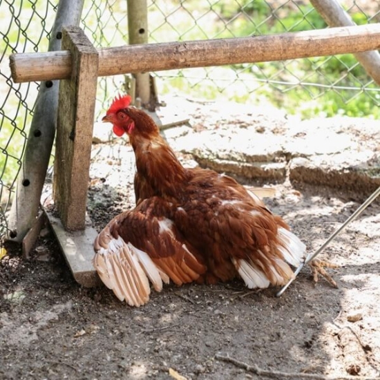 Fotografija izdelka Kavelj za perutnino