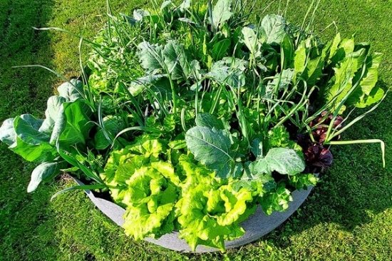 Fotografija izdelka Visoka greda 567 L črna